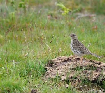 Grassland Birding: East Africa's Overlooked Larks and Pipits