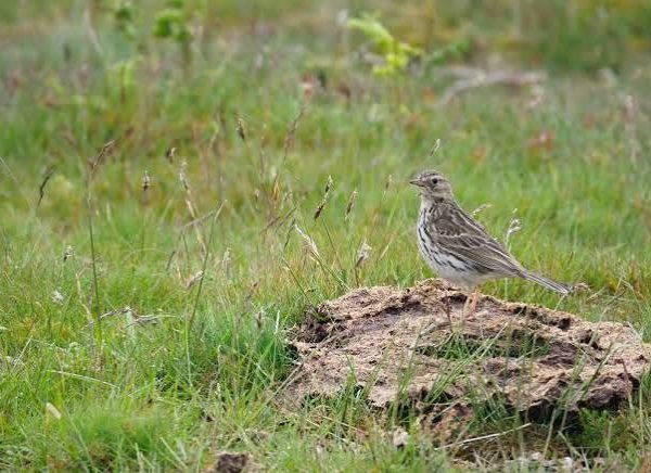 Grassland Birding: East Africa's Overlooked Larks and Pipits