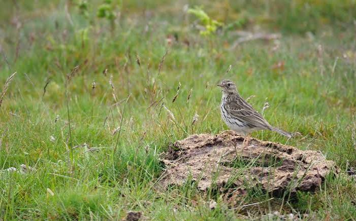 Grassland Birding: East Africa's Overlooked Larks and Pipits
