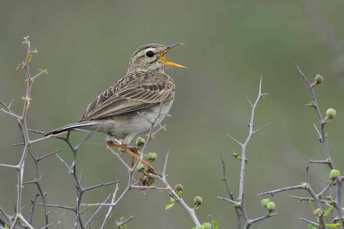 East African grassland with lark and pipit birds searching for food among grasses