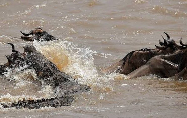 Grumeti River Crossings: The Migration's Crocodile Gauntlet