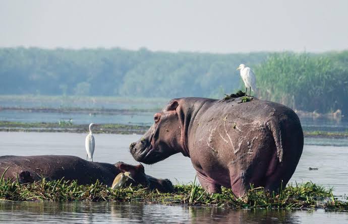 Hippos and Nile Crocodiles: Wildlife on the Murchison Falls Boat Cruise