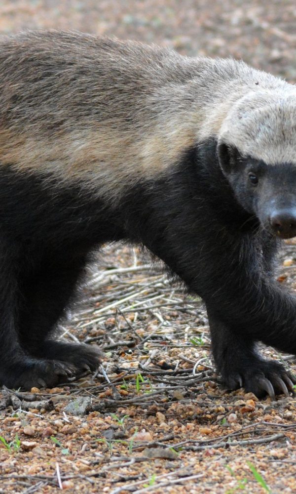 Honey Badgers of Uganda