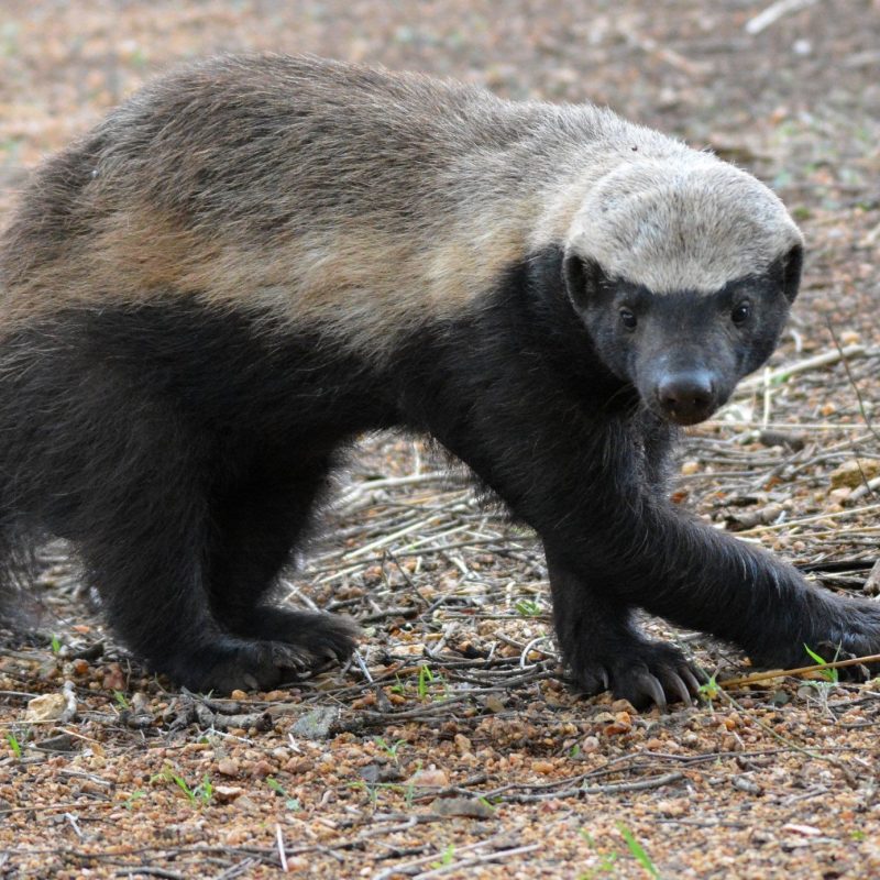 Honey Badgers of Uganda Honey Badgers of Uganda