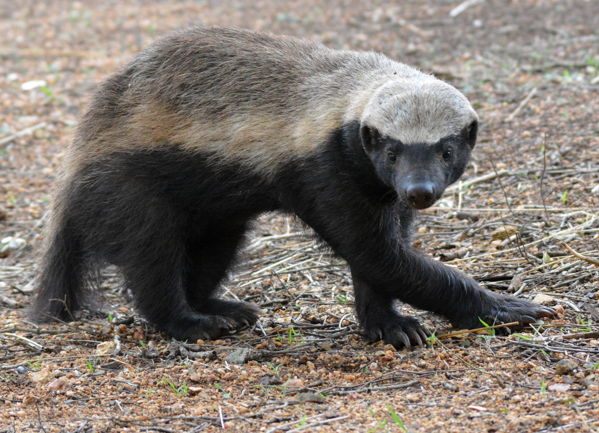 Honey Badgers of Uganda