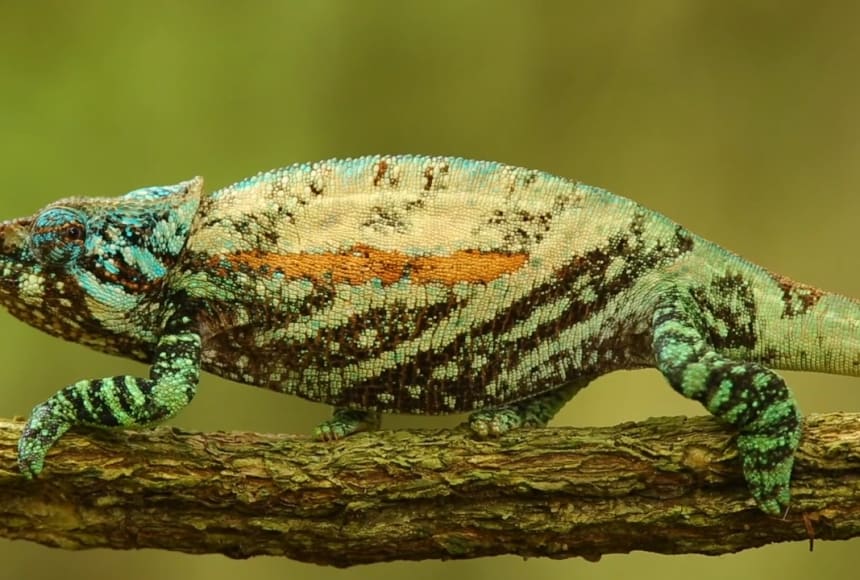 Chameleons changing colour to communicate, regulate body temperature, and respond to their surroundings.
