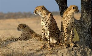 How Cheetahs Avoid Overheating During a Chase