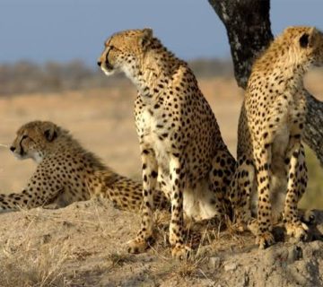 How Cheetahs Avoid Overheating During a Chase