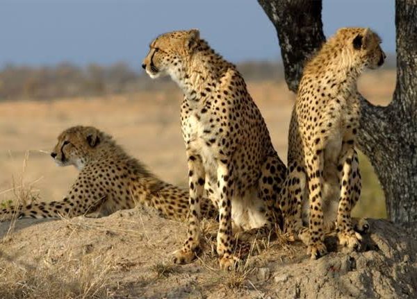 Why Do Cheetahs Purr But Can't Roar?