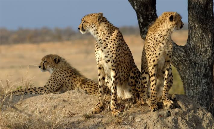 How Cheetahs Avoid Overheating During a Chase