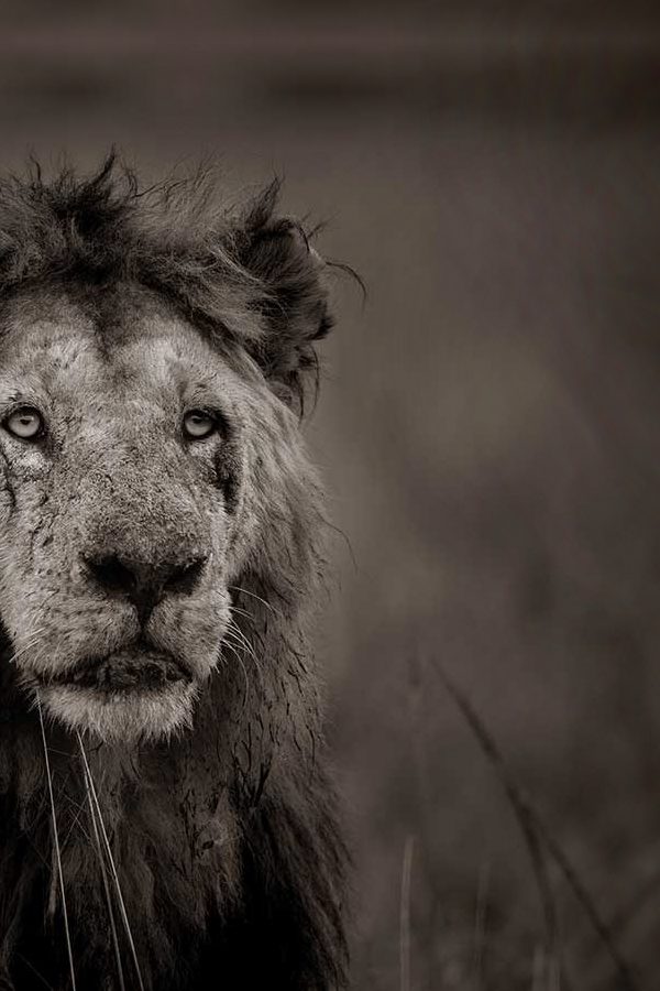 How Climate Change Is Affecting Lion Populations