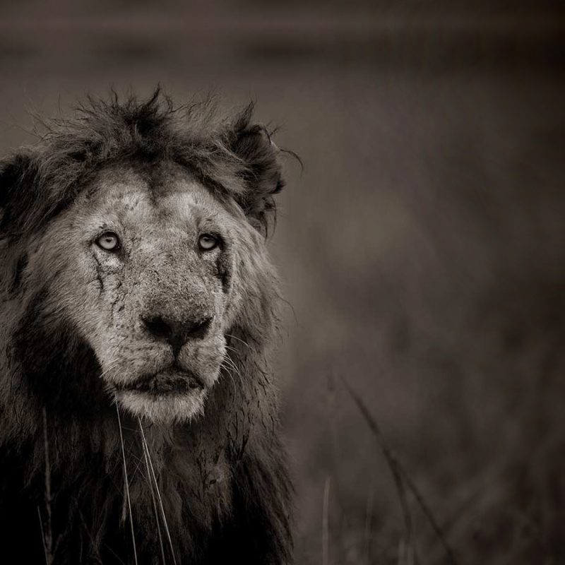 How Climate Change Is Affecting Lion Populations(2) How Climate Change Is Affecting Lion Populations
