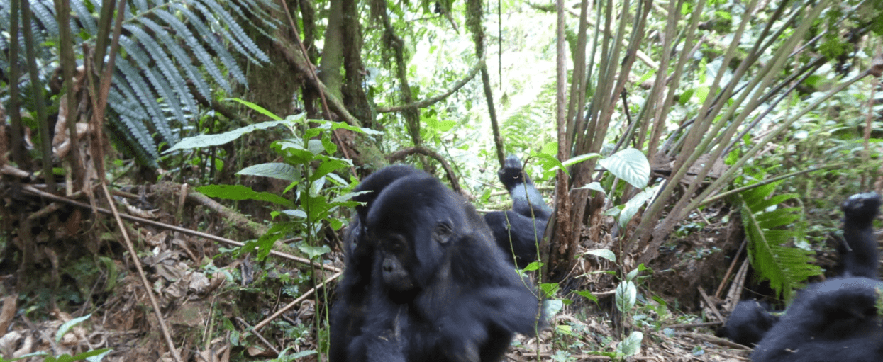 How Difficult Is Gorilla Trekking? A Fitness and Preparation Guide