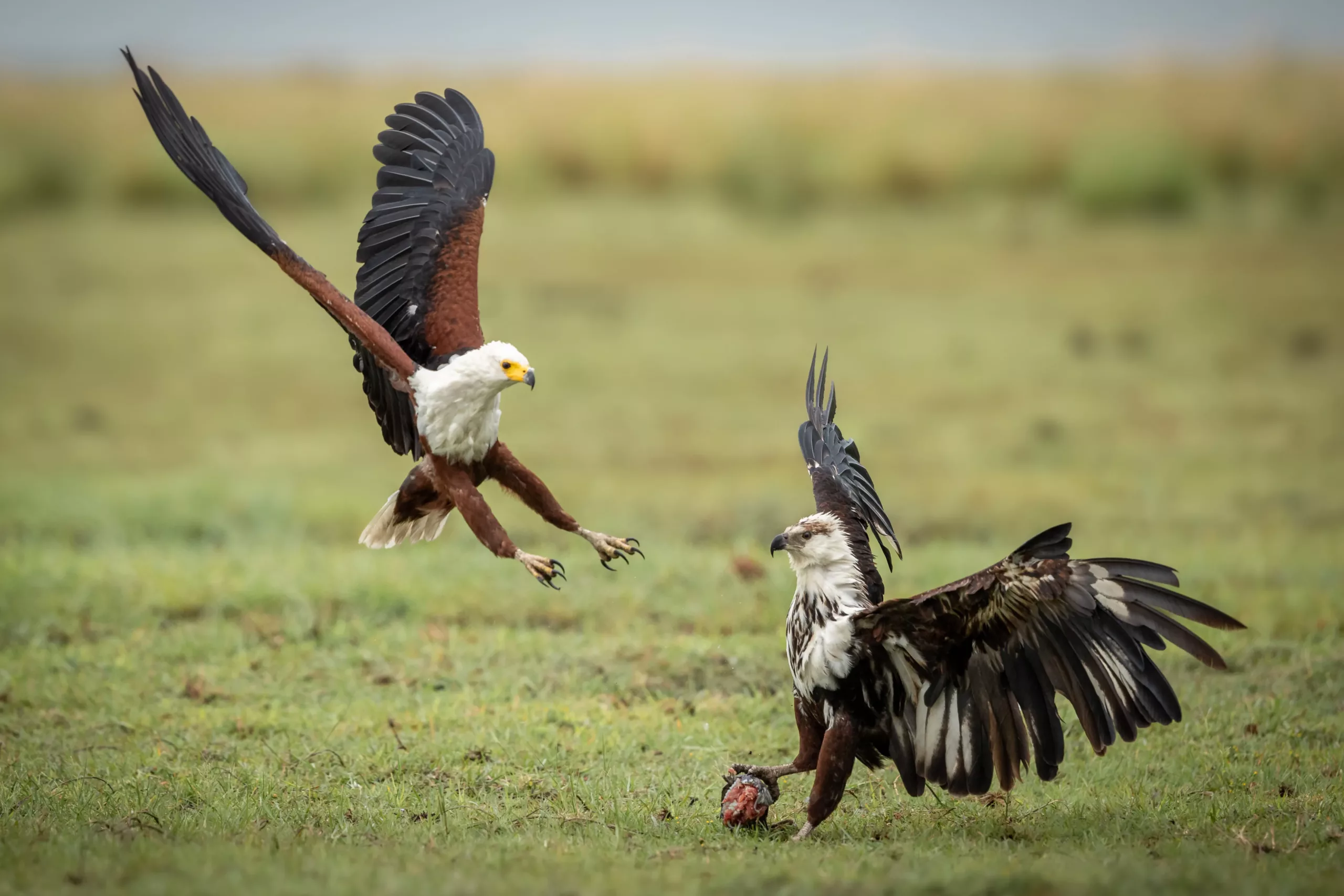 How Do African Fish Eagles Hunt?