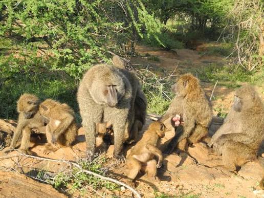 How Do Baboon Troops Organize Their Social Hierarchy?