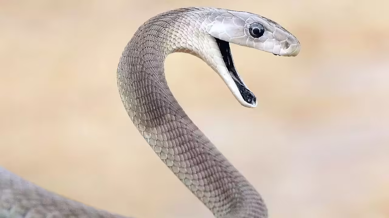 How Do Black Mambas Hunt?