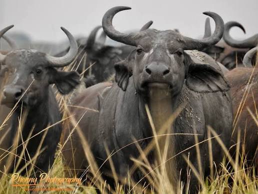 How Do Buffalo Herds Defend a Wounded Member?