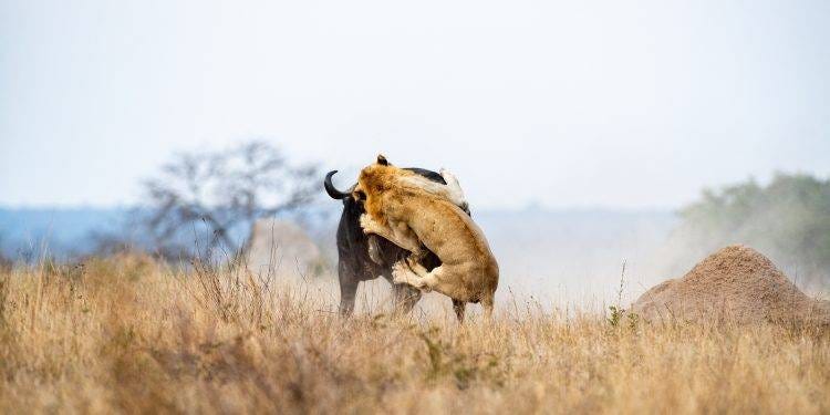 Buffalo herds defending a wounded member from predators by surrounding and protecting the injured animal.