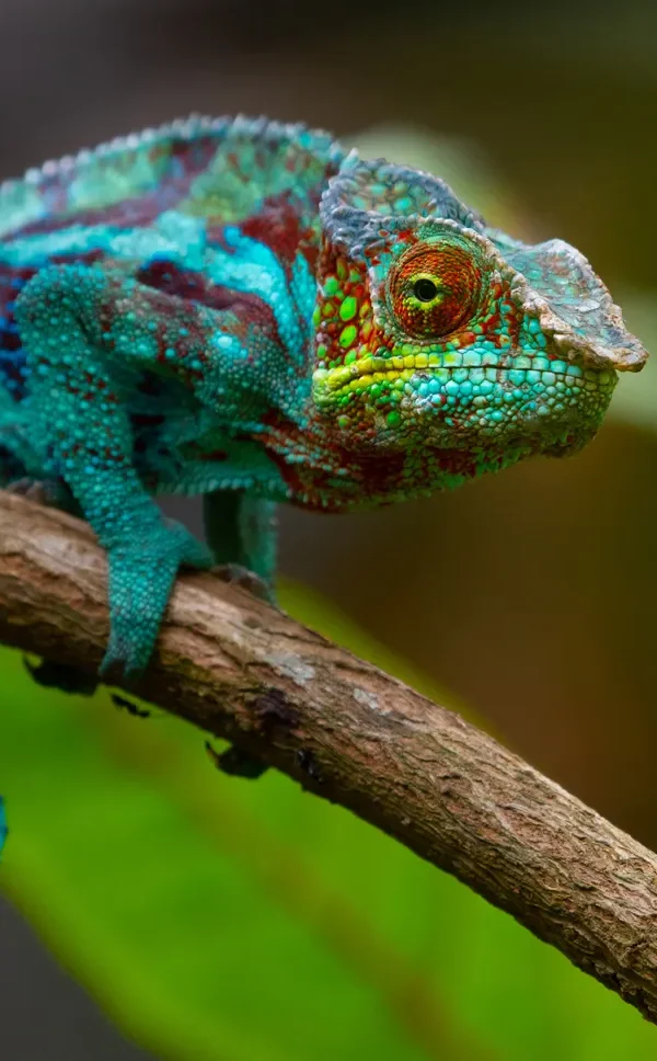 How Do Chameleons Change Colour? The Real Reason