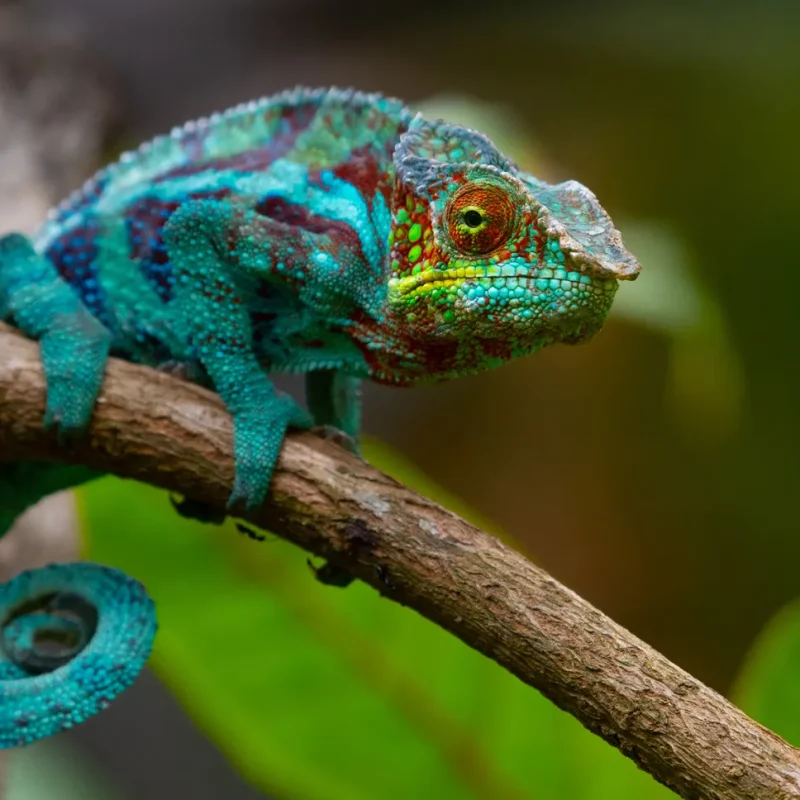 How Do Chameleons Change Colour The Real Reason How Do Chameleons Change Colour? The Real Reason