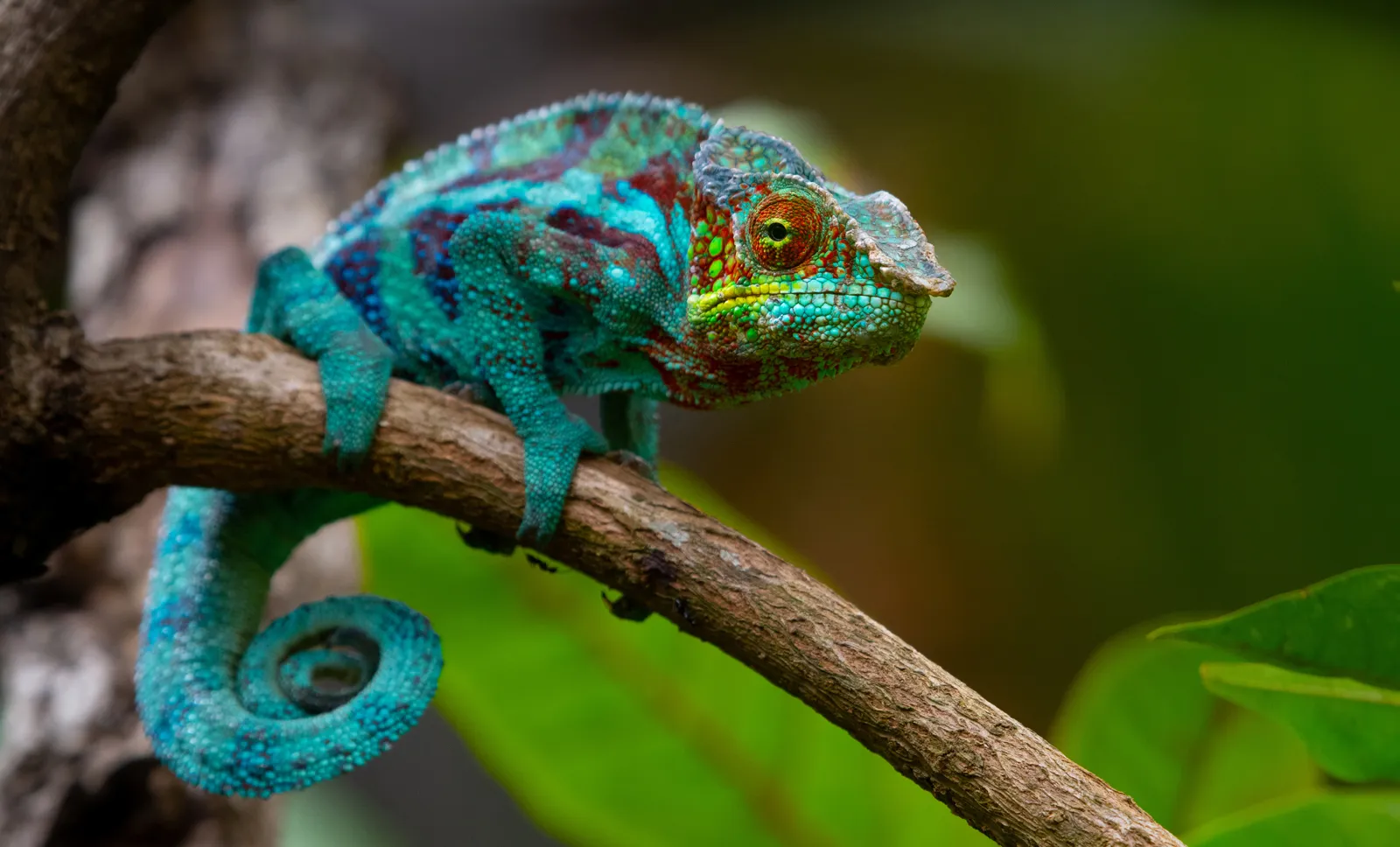 How Do Chameleons Change Colour? The Real Reason