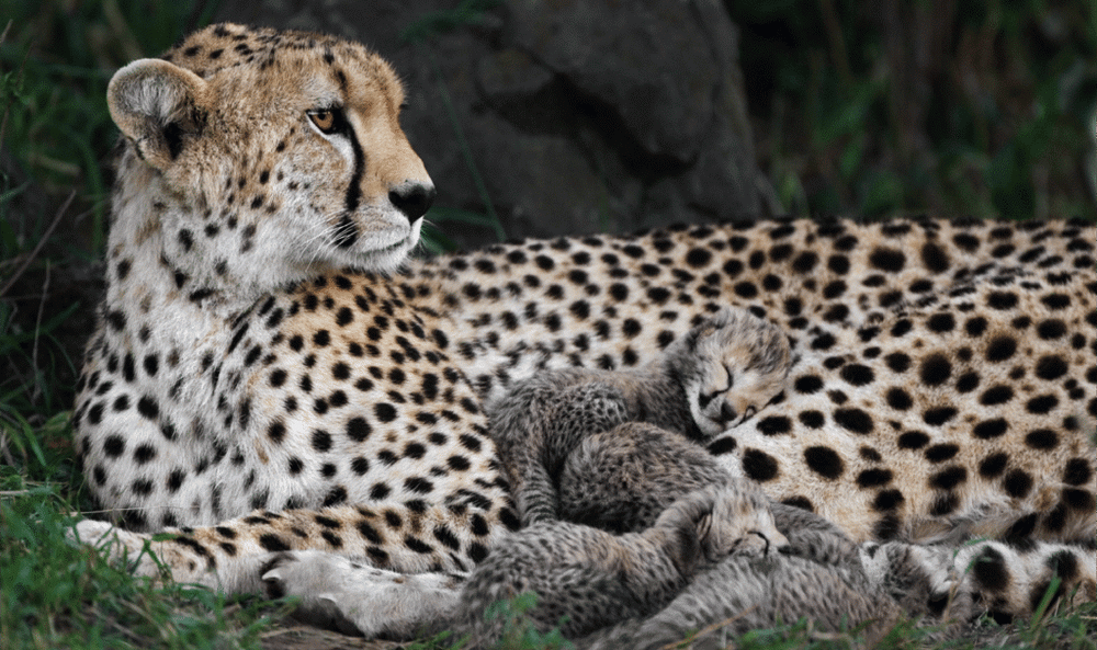 How Do Cheetah Mothers Raise Cubs Alone?