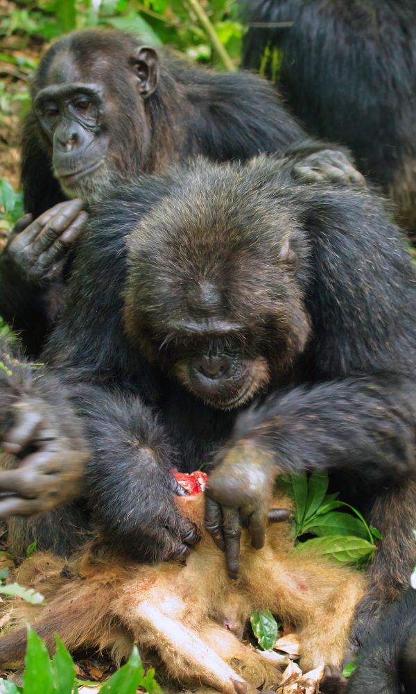 How Do Chimpanzees Hunt Colobus Monkeys?
