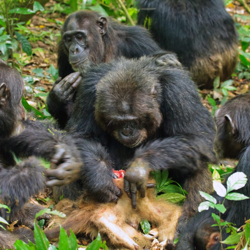 How Do Chimpanzees Hunt Colobus Monkeys How Do Chimpanzees Hunt Colobus Monkeys?