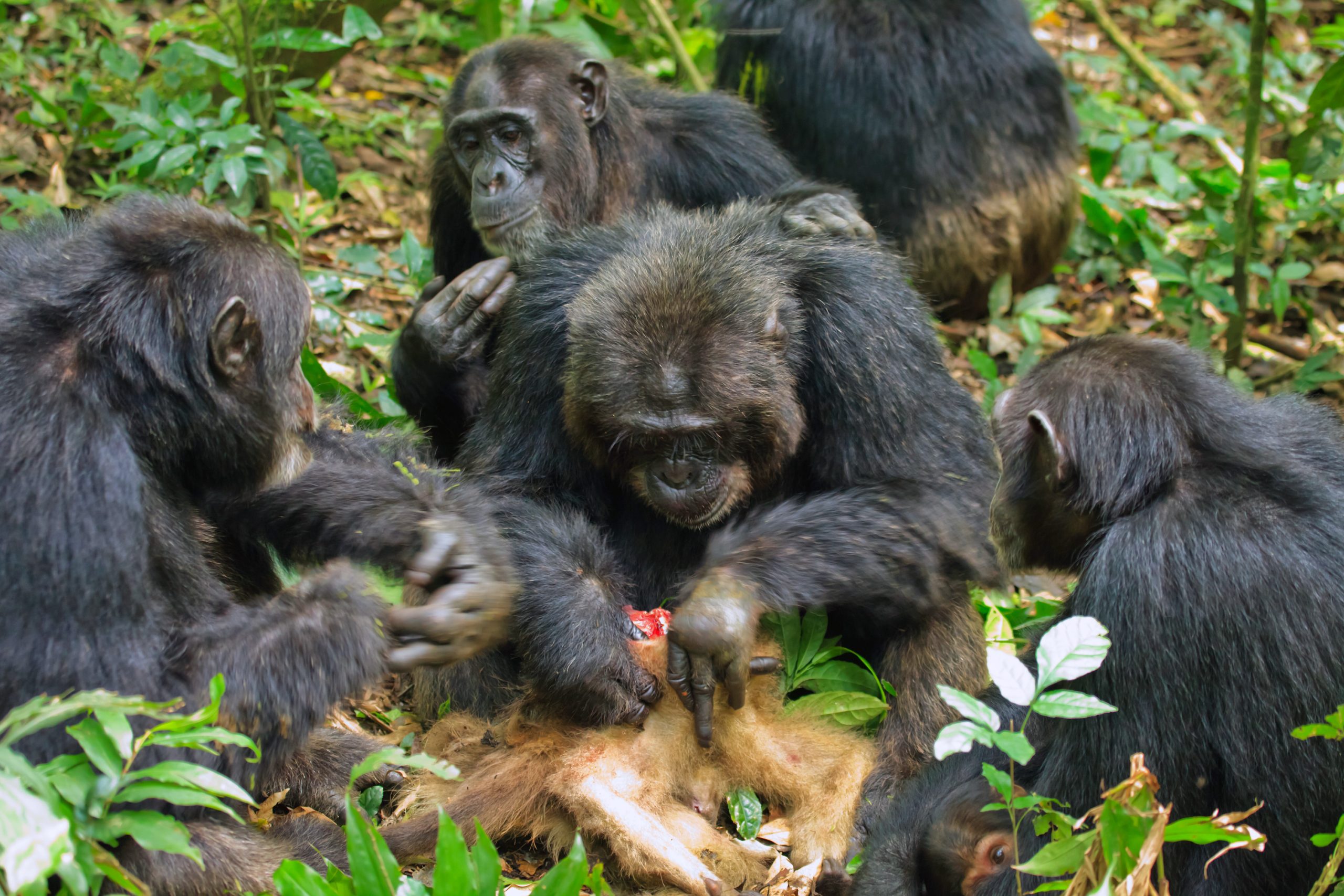 How Do Chimpanzees Hunt Colobus Monkeys?