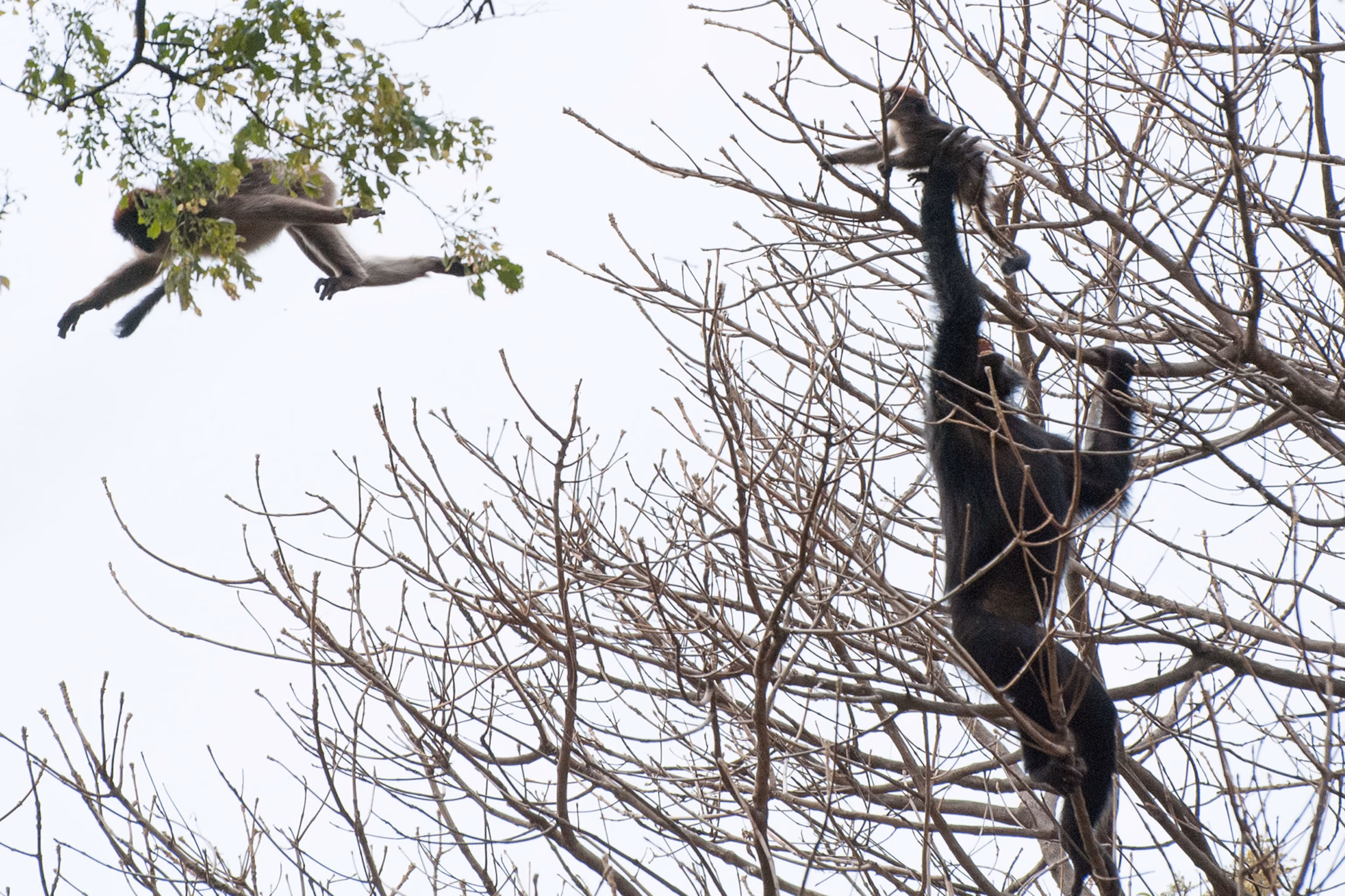 Chimpanzees hunting colobus monkeys through dense African rainforest canopy during a coordinated chase.