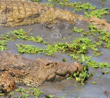 Crocodiles surviving months without eating by conserving energy and relying on stored body reserves 