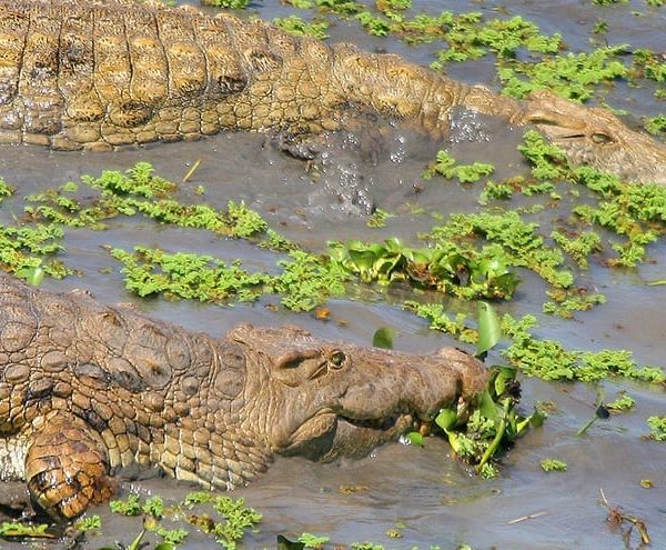 Crocodiles surviving months without eating by conserving energy and relying on stored body reserves 