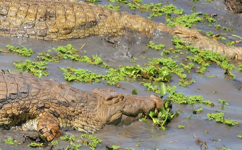 Crocodiles surviving months without eating by conserving energy and relying on stored body reserves.