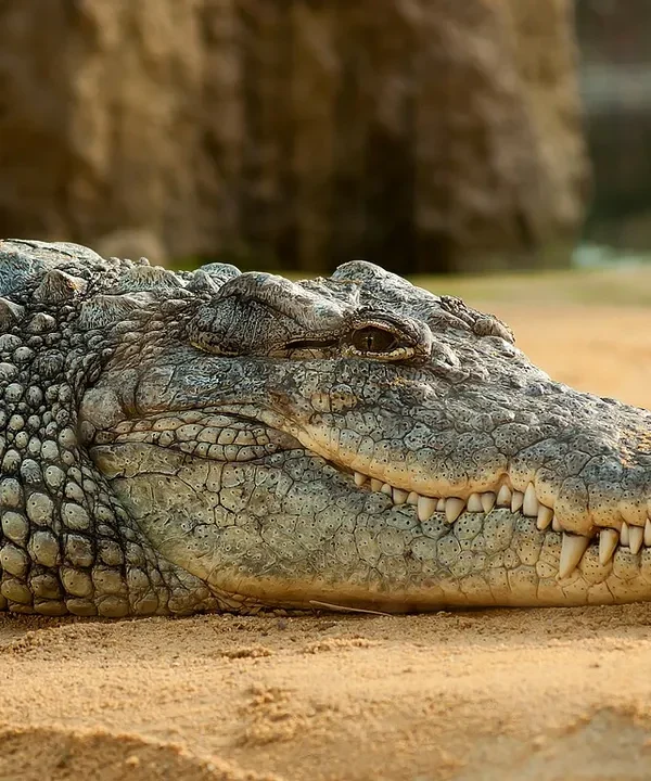 How Do Crocodiles Survive Months Without Eating?