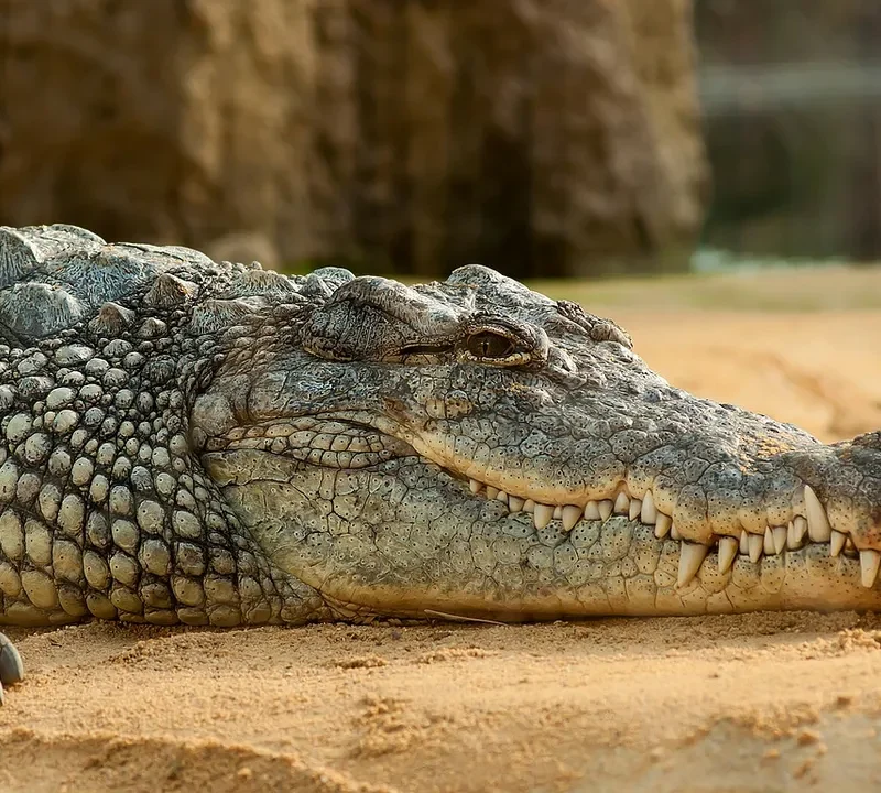 How Do Crocodiles Survive Months Without Eating How Do Crocodiles Survive Months Without Eating?