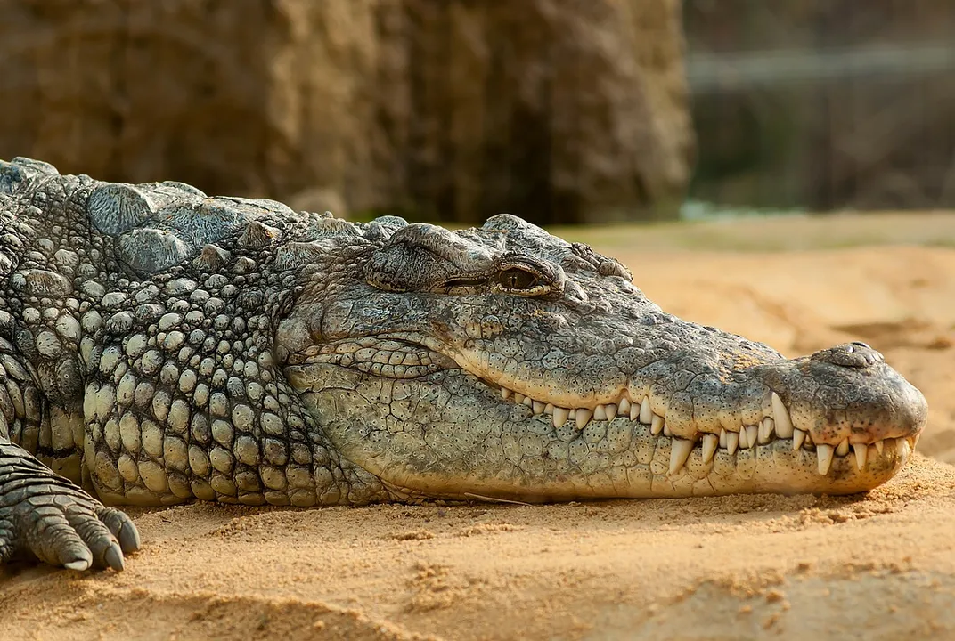 How Do Crocodiles Survive Months Without Eating?