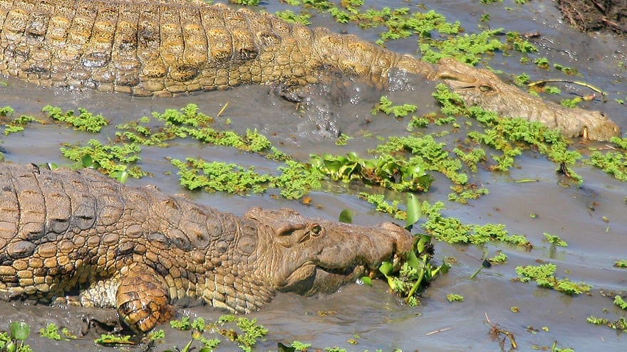 Crocodiles surviving months without eating by conserving energy and relying on stored body reserves
