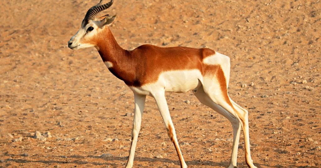 How Do Different Antelope Species Avoid Competing for the Same Grass?