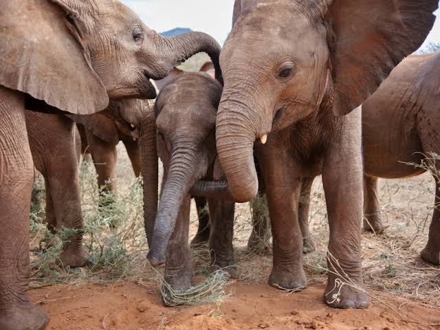 How Do Elephant Herds Choose a Matriarch?