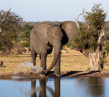 How Do Elephants Find Water Underground?