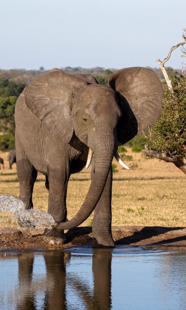 How Do Elephants Find Water Underground?