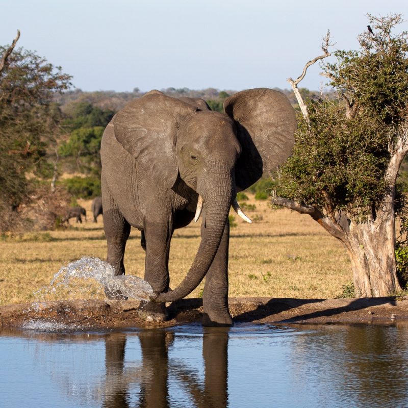 How Do Elephants Find Water Underground?