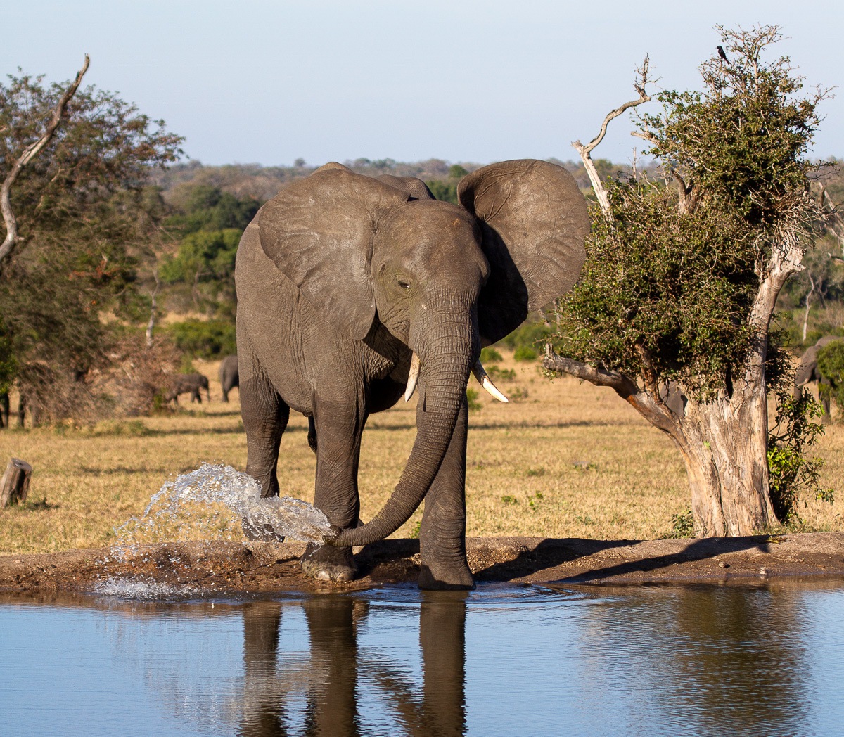 How Do Elephants Find Water Underground?