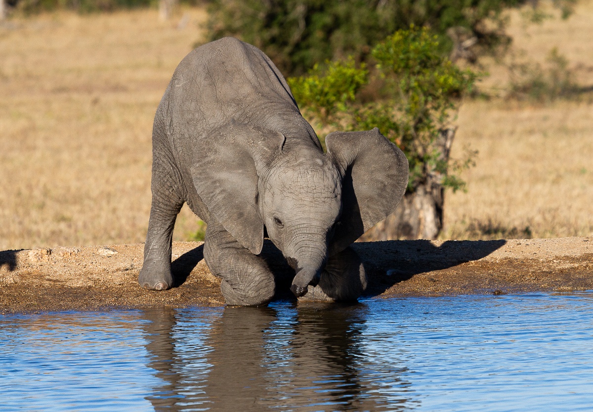 Elephants finding underground water sources by detecting moisture beneath dry African landscapes.