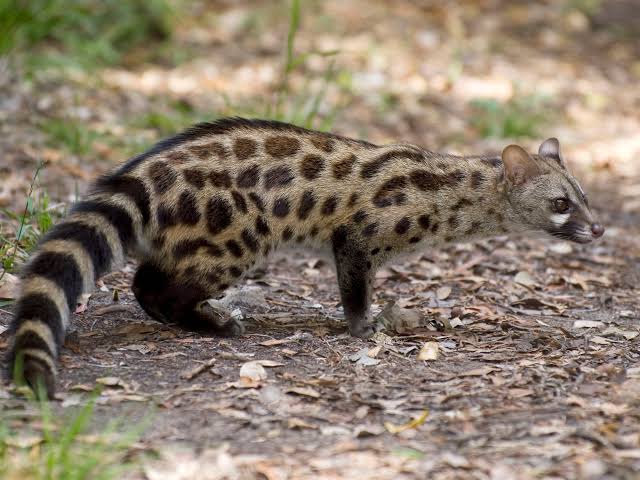 How Do Genets Hunt at Night?
