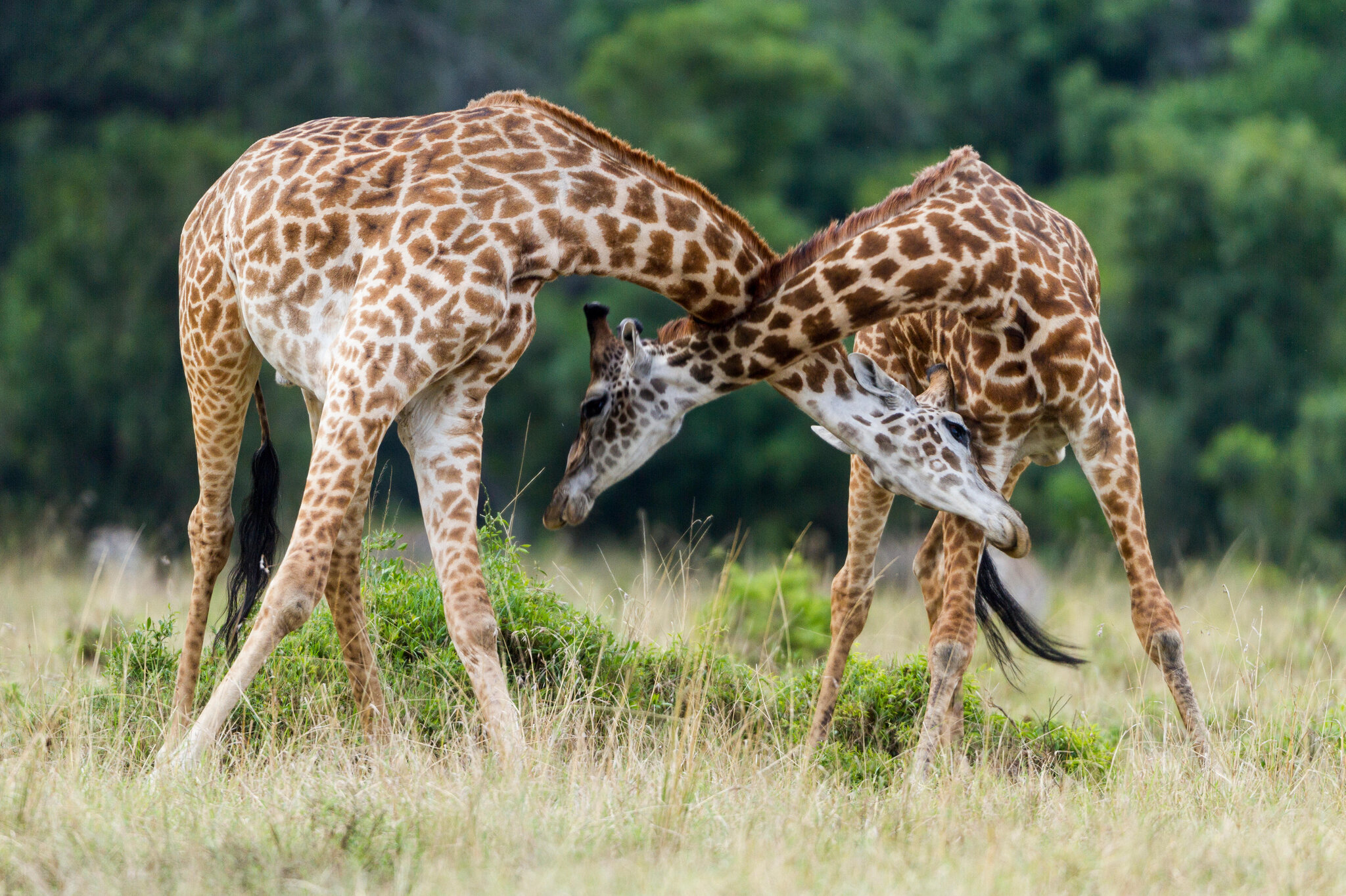 How Do Giraffes Choose a Mate?