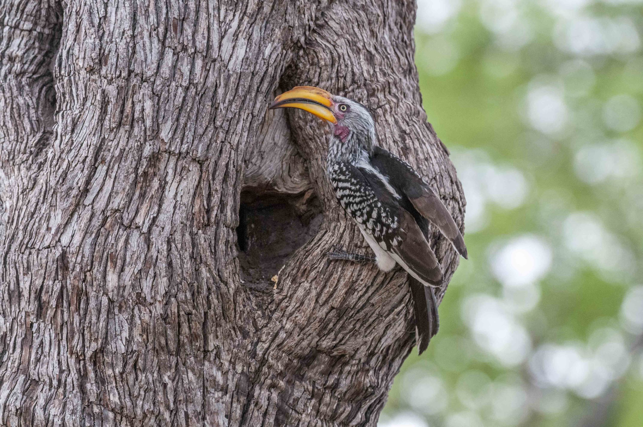 How Do Hornbills Seal Themselves Into a Nest?