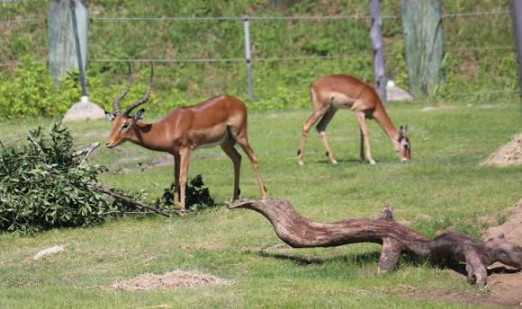 How Do Impala Avoid Predators?
