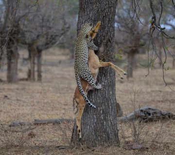 How Do Leopards Hoist Prey Into Trees?