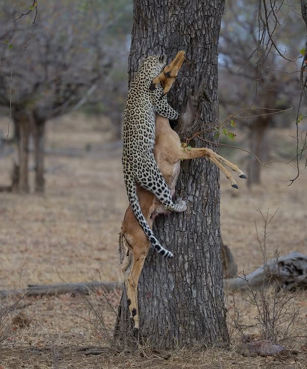 How Do Leopards Hoist Prey Into Trees?